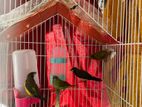 5 piece finch bird for sell