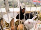 5 Rabbits with cage and food