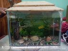 Aqurium with fish for sell