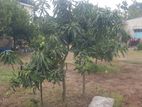 54 Katha Land for sell