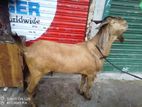 পাঠাটি বিক্রি করা হবে