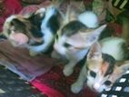 5 cats adoption