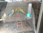 (5)Healthy and tamed BUDGIES