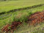 5Katha Land Sale @Purbachal Sec-11