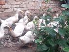5পিচ পুরুষ হাস সেল হবে