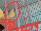 5ta love bird baby sell hobe