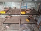 6 cage for sell