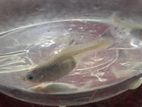 6 Female guppy