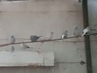 6 pair raning dove