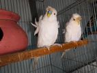 6 Pcs JP (Japanese) Budgerigar