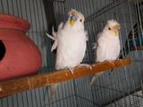 6 Pcs JP (Japanese) Budgerigar