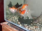 6 pice fish for sale