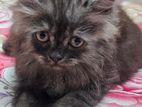 6 pis Persian long hair kitten