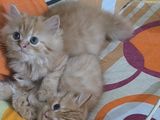 6 pure persian male and female urgent sell