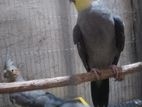 Birds For Sell