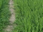 ৬৭ কাঠা/ ৩ বিঘা ৭ কাঠা ফসলি জমি
