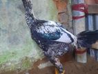 ৬মাস বয়সের বেঙ্গাম মোরগ ১পিস