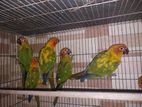 6pis conure with dna card