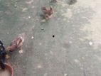 ৭ পিছ পাতি হাস বিক্রি করা হবে