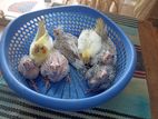 7 piece tame size cockatiel baby for sale