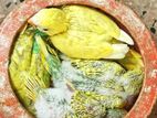 ৭ পিস বাজ্রিগার পাখি
