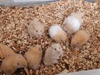 7 Pis Syrian Long Hair Hamster, 10 Hedgehog
