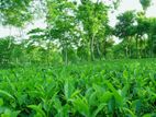 7000 bigha 2 tea garden for sale in Habiganj, Sylhet.