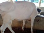৭৭৭ নং উন্নত জাতের বকনা গরু বিক্রি ।