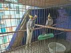 7pcs Cockatiel 4pcs Budgerigar