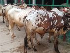 ৭টি এড়ে ষাঁড় বাছুর বিক্রয় হবে ।(২৩৫নং)
