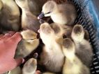 🐣৮-১০ বয়সের রাজহাঁসের বাচ্চা বিক্রি করা হবে🐣