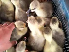 🐣৮-১০ বয়সের রাজহাঁসের বাচ্চা বিক্রি করা হবে🐣