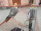 8+ Months Healthy Cockatiel Pair (Hand-Tamed) – For Sale