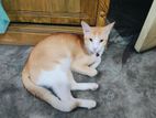 8 Months Old Male Cat For Adoption