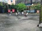 8 Ta Kobutor Sell