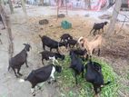 Goats for sell