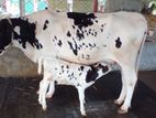 ৮০১ নং গাভী কিনুন ভালো জাতের।