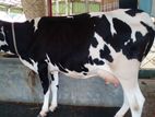 ৮০২নং ভালো জাতের গাভী বিক্রয় হবে নিঃসন্ধেহে কিনতে পারেন ।