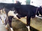 ৮৬৮ নং ২টি বকনা ভালো জাতের অল্প দামে ।