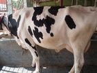 ৮৭৭ নং ভালো জাতের গাভী কিনুন ।