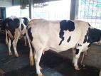 ৮৮৪নং নিঃসন্ধেহে ভালো জাতের ৩টি গাভী কিনুন পোষার জন্য ।
