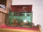 8inch/12inch Aquarium