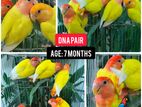 8Pcs Lovebird with DNA - ৮পিস লাভবার্ড ডিএনএ সহ