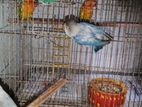 8pis lovebird sell hobe