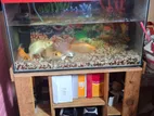 Aquarium Setup with Fish