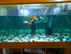 9 Piece Aquarium Fish