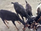 ৯ টা ক্রস জাতের ছাগল বিক্রি করা হবে।