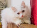 PET FOR SALE