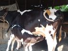 ৯১১ নং গাভী বিক্রয় হবে ভালো জাতের ।