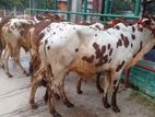 ৯১২ নং ৬টি উন্নত জাতের ষাঁড় বাছুর বিক্রয় হবে অল্প দামে।